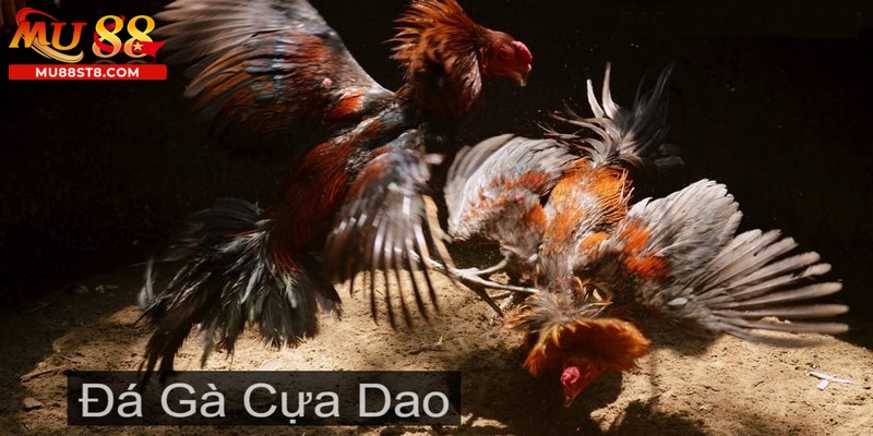 Giới thiệu đá gà cựa dao